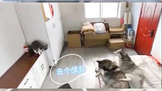 Funny dog and cat 4