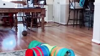 Funny Animals 2023 2