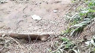 nature 15