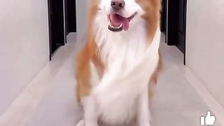 Laughing fever