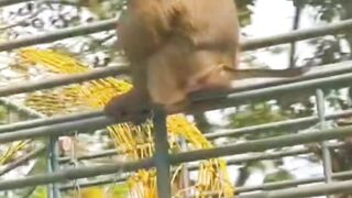 Monkey funny comedy video in Watching