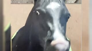 The hilarious moments of playing with animals