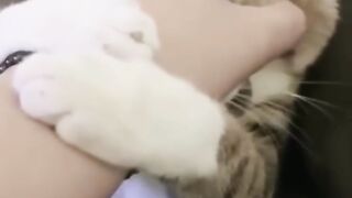 Funny Animal 7