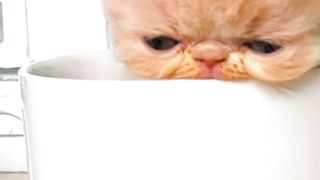 Baby cat cute