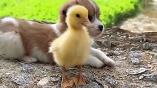 Dog And Duck