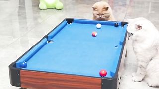 Funny Cat Part 2