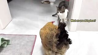 Funny Animal 8