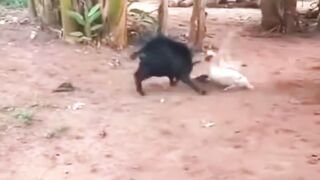 Goat vs Duck
