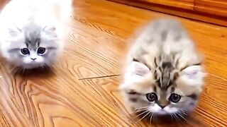 kucing lucu 3