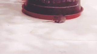 Fuuny Cat 2023  Tom And Jerry Scene #febspot #viral