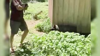 The hilarious moments of playing with animals 2