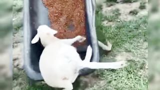 The hilarious moments of playing with animals02