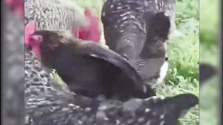 Every animal is a laugh-out-loud