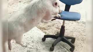 Every animal is a laugh-out-loud02
