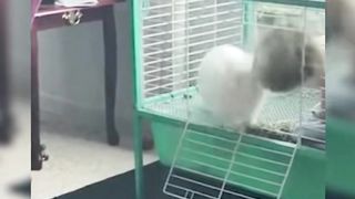 The animal world is much happier