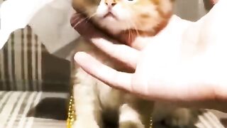 Kuuuukkurukkuuuuu