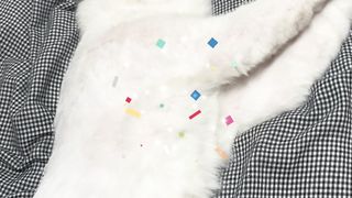 Cat sleeping 5