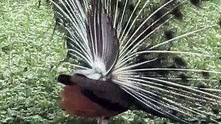 Peacock amazing video