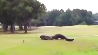 Crocodile vs Crocodile