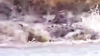LEOPARD GONE VIRAL