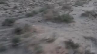 Vot eto sobaka