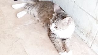 My pet cat is really cute and funny cat