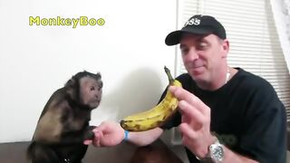 Capuchin Monkey & Mushy Banana