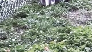 Best Video 2023 # Human & cats# Funny Compilation videos#