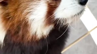 Red Panda Morty 2