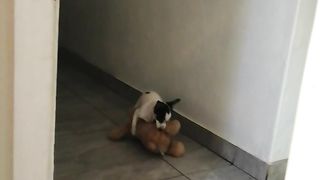 Crazy Dog