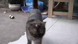 Cat and Dog funny sence 2023