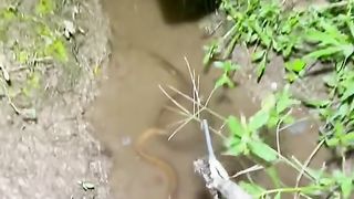 Menangkap belut di malam hari sangat mudah