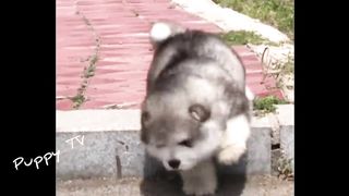 Baby Alaskan Malamute Puppies Running????Funny And Cute Puppies Compilation