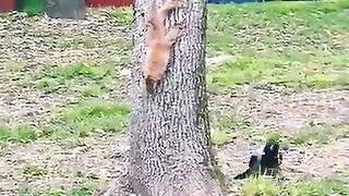 birds chase squirrels on trees