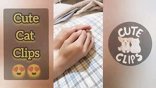 cute video clips of cats ???? aww animals ???? | funny cat videos ????