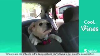 Funny Animal Video #18