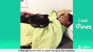 Funny Animal Video #19