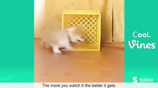 Funny Animal Video #20