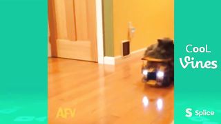 Funny Animal Video #23