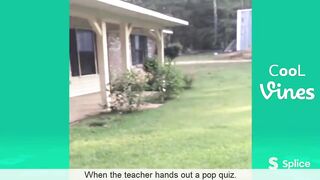 Funny Animal Video #24