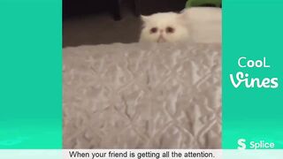 Funny Animal Video #25