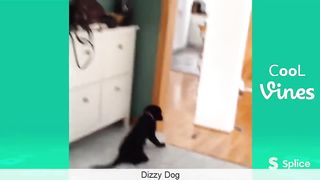 Funny Animal Video #26