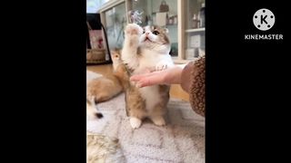 Cute cats videos compilation