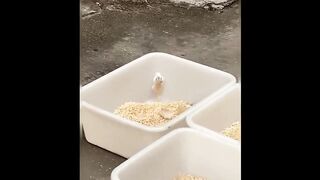 Cute baby animals Videos Compilation cute moment of the animal