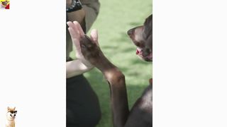 Cute Animals videos