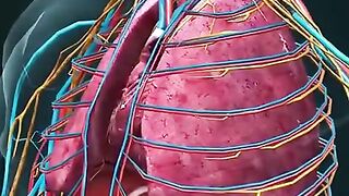 Human Heart
