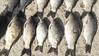 fishing   |  more fish