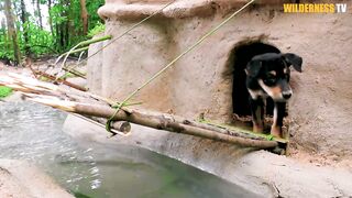 Abandoned Puppies Rescued And Build Castle Mud Dog House with Moat to Prevent