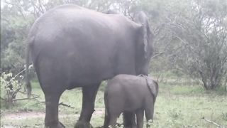 Funny and Cute Animal Compilation