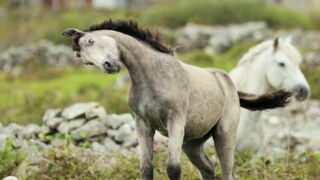 White Horses